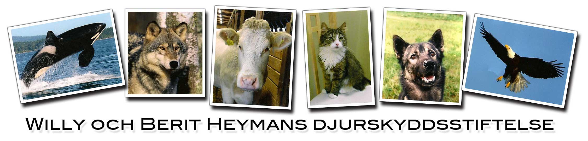 Bild på logga för Heymans djurskyddsstiftlese och länk till deras hemsida