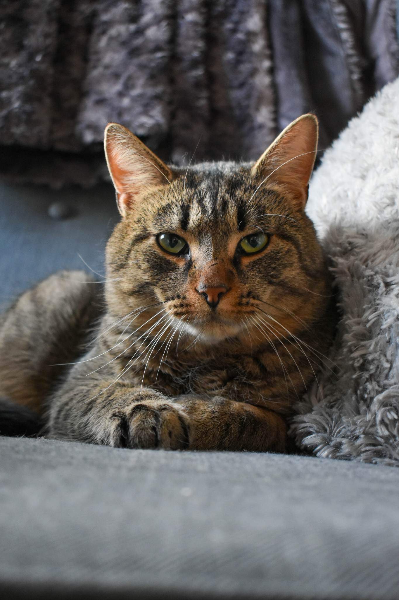 En bild på en katt