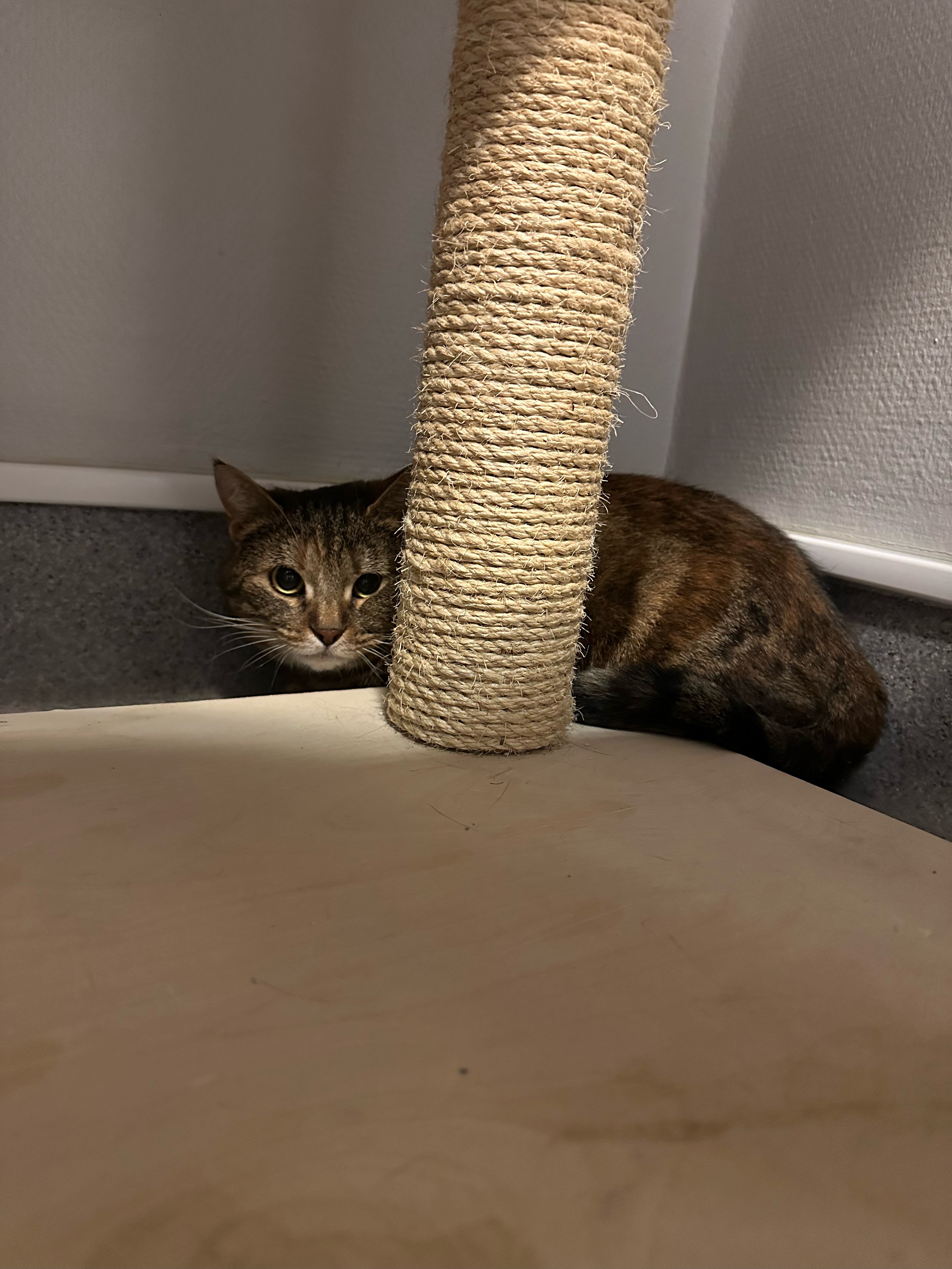 En bild på en katt