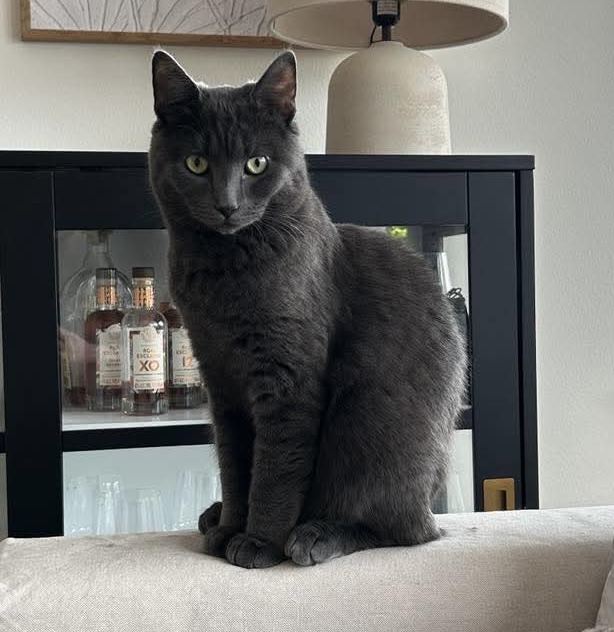 En bild på en katt