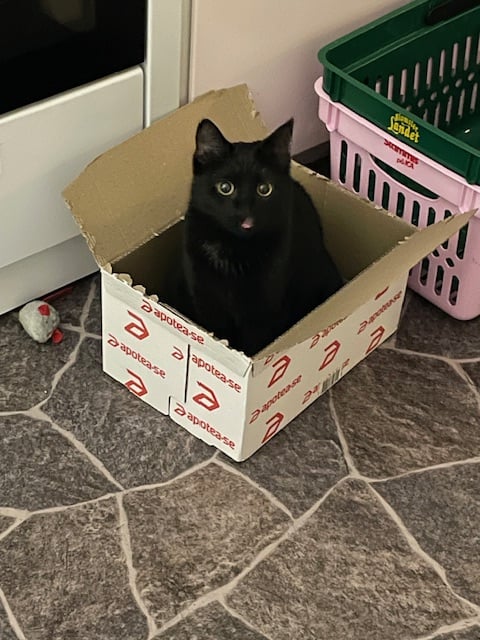 En bild på en katt