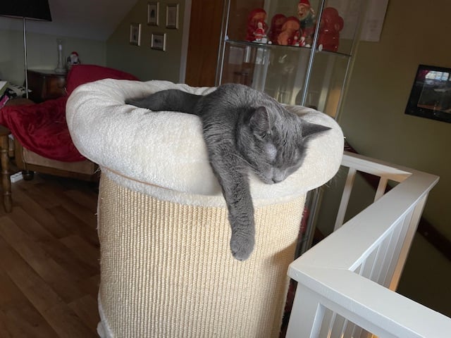 En bild på en katt