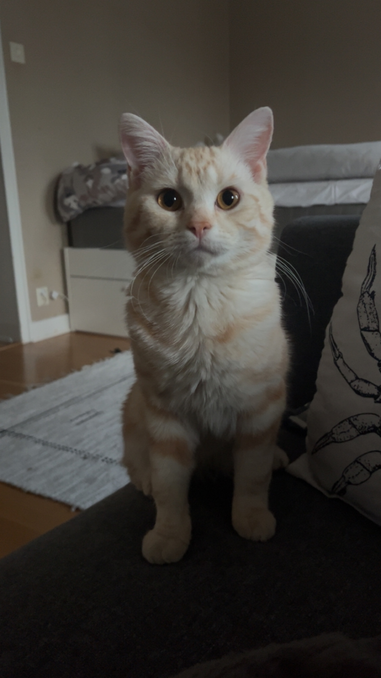 En bild på en katt