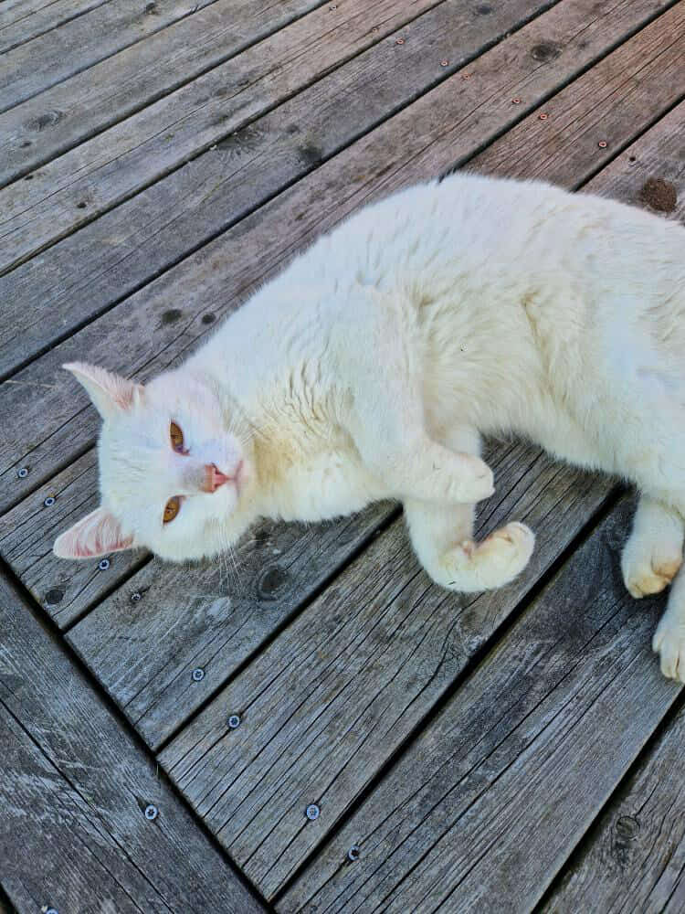En bild på en katt