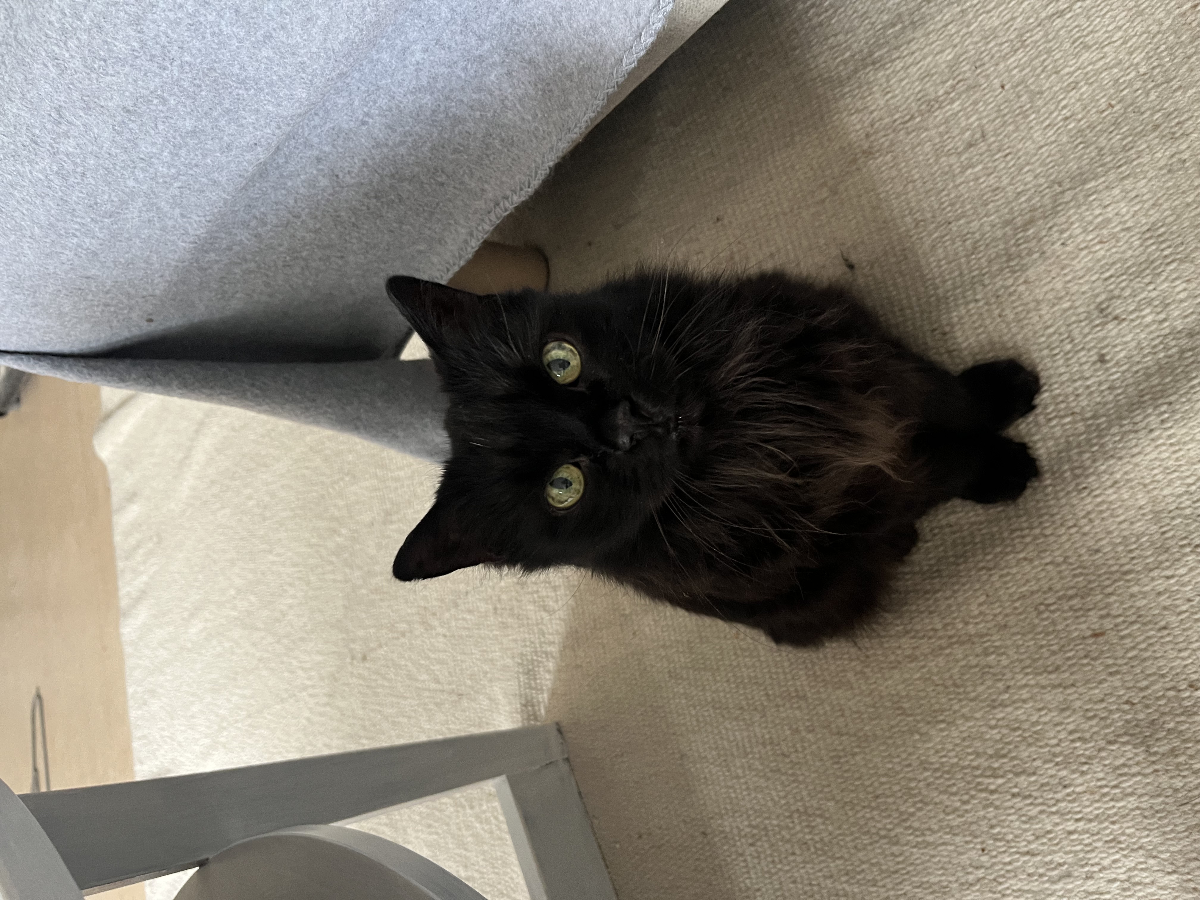 En bild på en katt