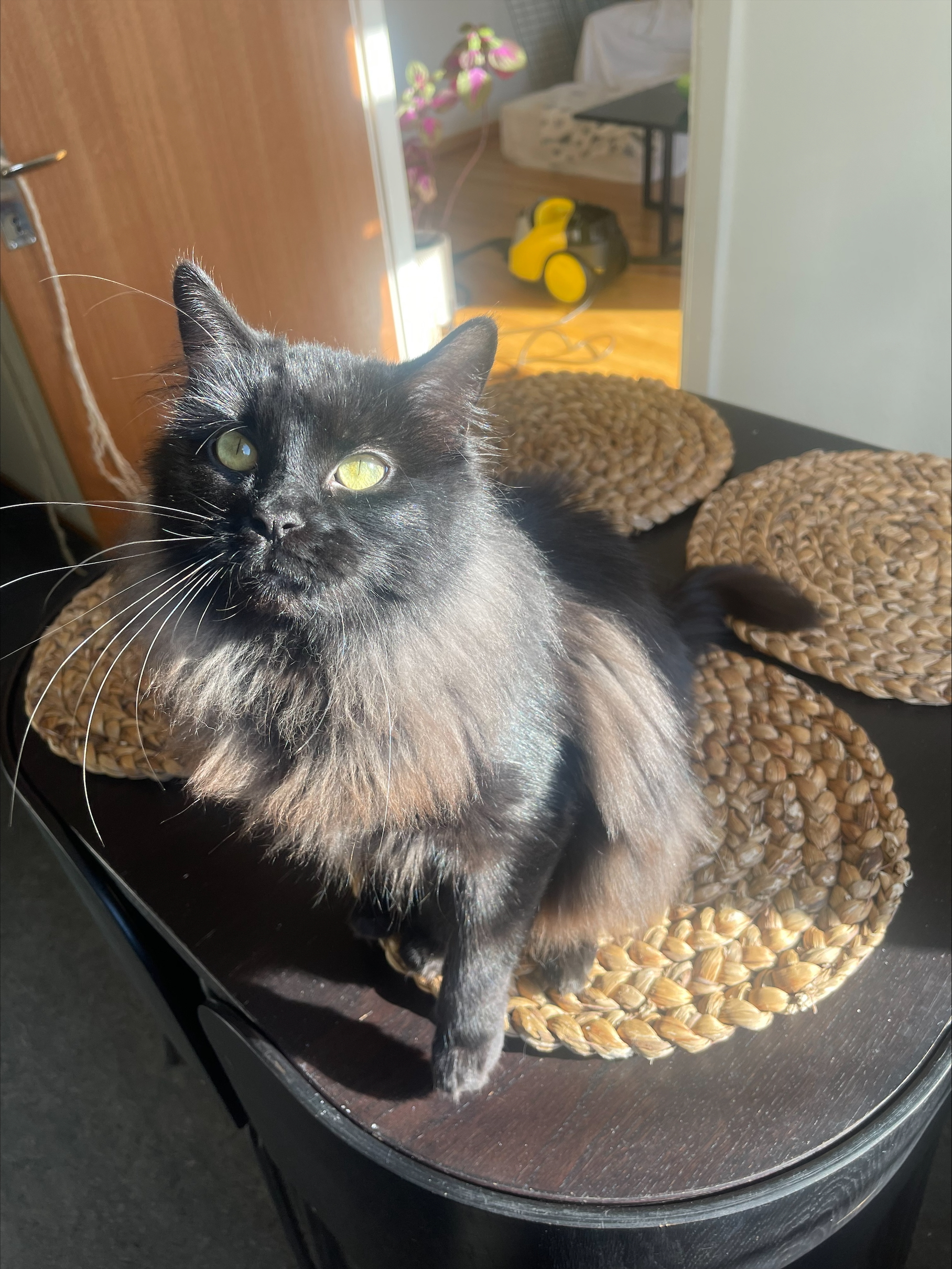 En bild på en katt
