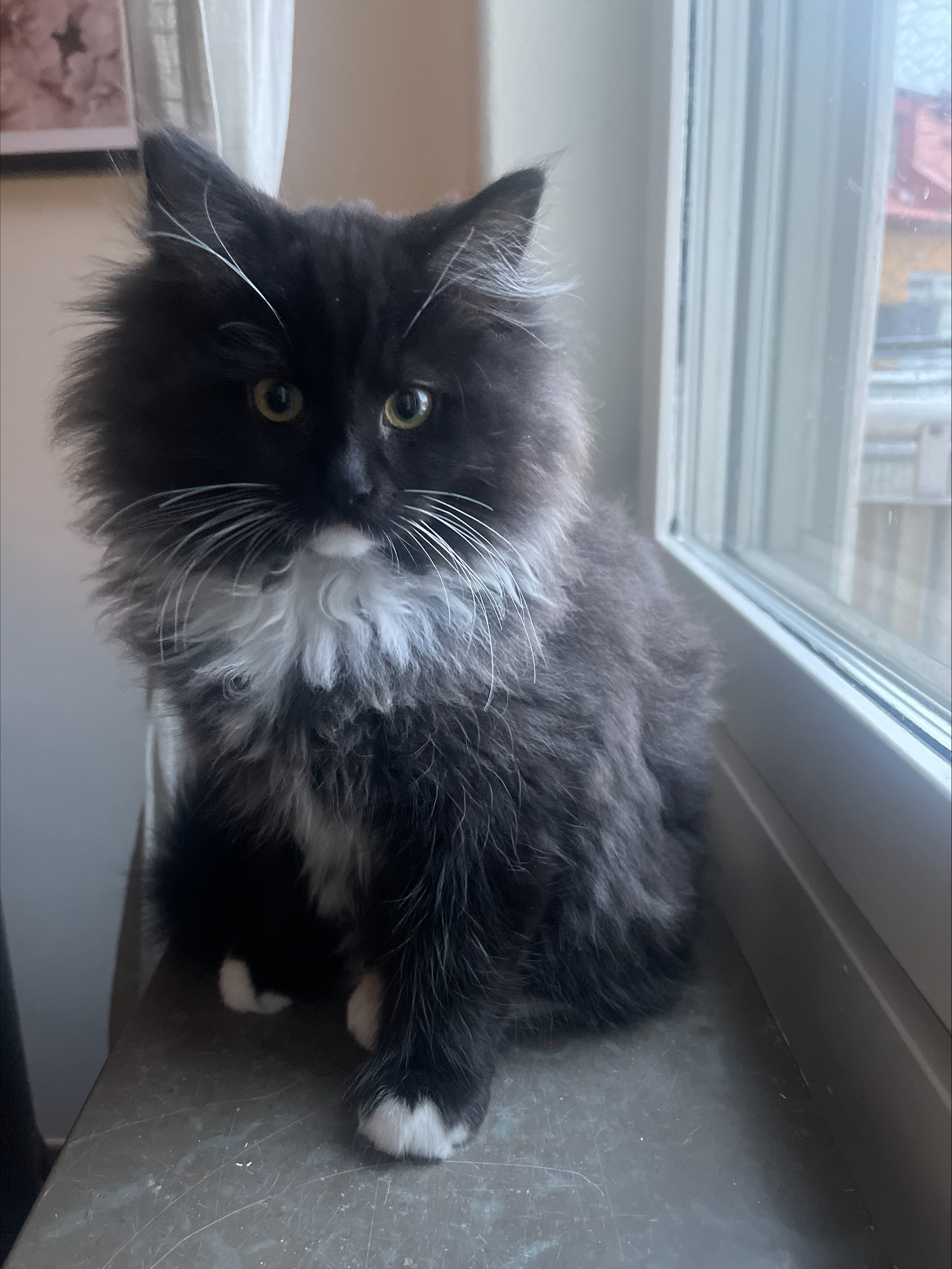 En bild på en katt