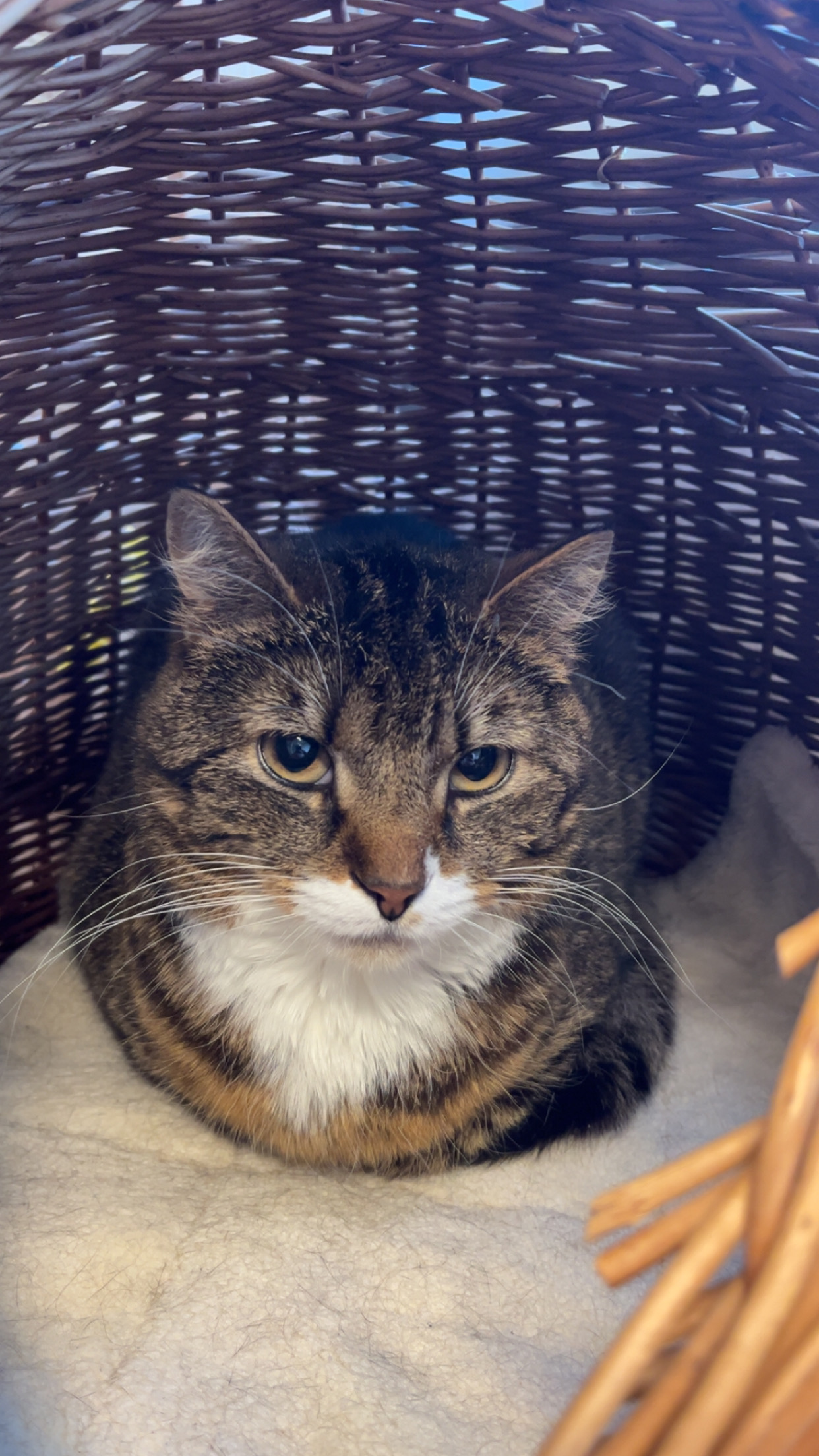 En bild på en katt