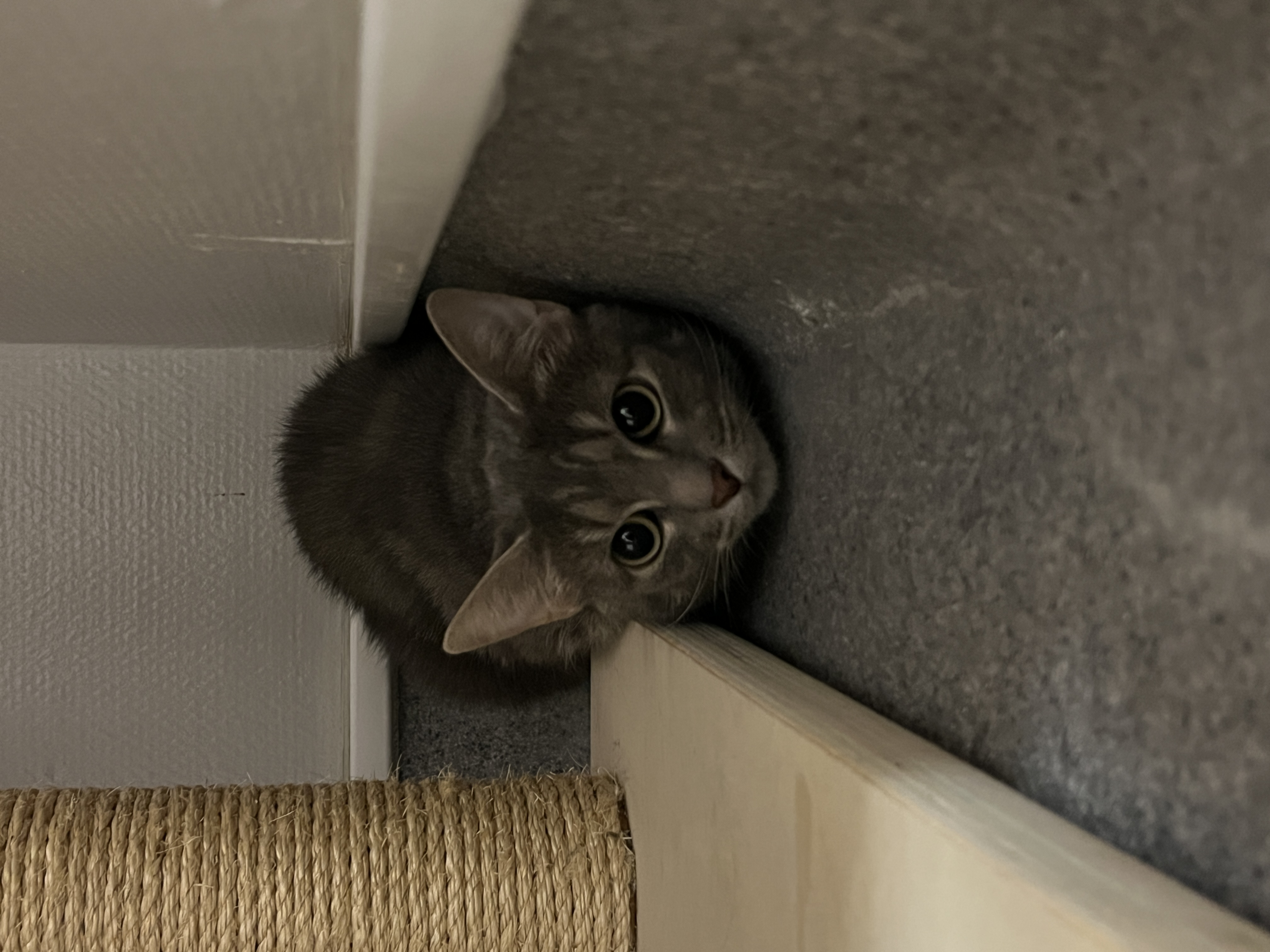 En bild på en katt
